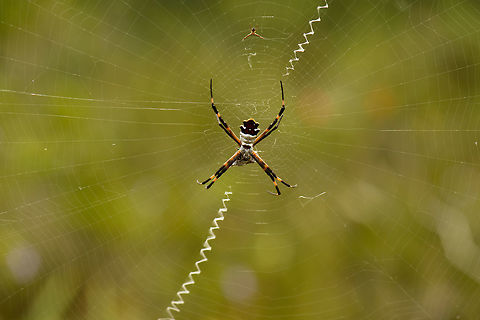 Argiope sp., Inírida, Colombia Likely an Argiope species of spider found in the Colombian Amazon. I'm not sure of the exact species yet. Two interesting details from this photo:

- In the top, I'm fairly sure it is the male, look at that difference in size!
- The zigzag lines in the web are called a stabilimentum, there's various theories about its function:

https://en.wikipedia.org/wiki/Web_decoration Argiope argentata,Colombia,Guainía,Inírida,Silver Argiope,South America,World