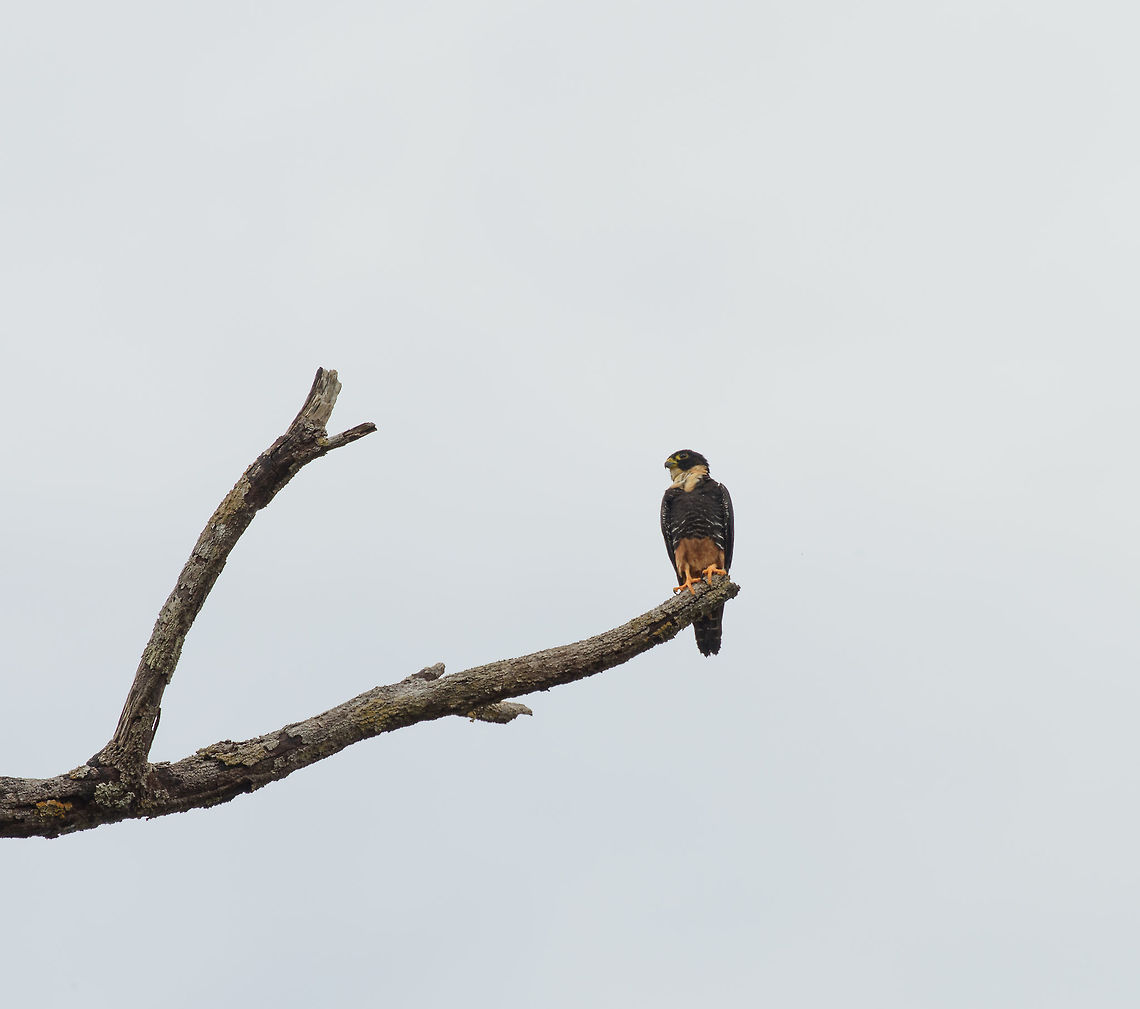 Bat Falcon, Inírida, Colombia A very small bird of prey that also feeds on large insects. From a distance, you can easily mistake it for a swallow. Bat falcon,Colombia,Falco rufigularis,Fall,Geotagged,Guainía,Inírida,South America,World