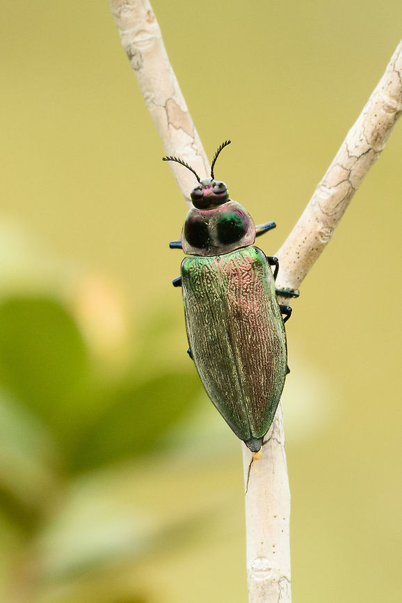 Metallic/jewel bug in Inírida, Colombia - back view About 5cm in length, green metallic wings, purple banded underside, chest and head. A view from the side:<br />
<figure class="photo"><a href="https://www.jungledragon.com/image/50444/metallicjewel_bug_in_inrida_colombia_-_side_view.html" title="Metallic/jewel bug in In&iacute;rida, Colombia - side view"><img src="https://s3.amazonaws.com/media.jungledragon.com/images/2/50444_thumb.jpg?AWSAccessKeyId=05GMT0V3GWVNE7GGM1R2&Expires=1763596810&Signature=WsDEft3cnTAmj3ymZ7ZJbrXh9HU%3D" width="102" height="152" alt="Metallic/jewel bug in In&iacute;rida, Colombia - side view About 5cm in length, green metallic wings, purple banded underside, chest and head. A view from the back:<br />
https://www.jungledragon.com/image/50443/metallicjewel_bug_in_inrida_colombia_-_back_view.html Colombia,Euchroma gigantea,Fall,Geotagged,Guain&iacute;a,In&iacute;rida,South America,World" /></a></figure> Colombia,Euchroma gigantea,Fall,Geotagged,Guainía,Inírida,South America,World