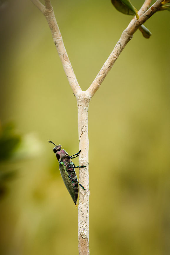 Metallic/jewel bug in Inírida, Colombia - side view About 5cm in length, green metallic wings, purple banded underside, chest and head. A view from the back:<br />
<figure class="photo"><a href="https://www.jungledragon.com/image/50443/metallicjewel_bug_in_inrida_colombia_-_back_view.html" title="Metallic/jewel bug in In&iacute;rida, Colombia - back view"><img src="https://s3.amazonaws.com/media.jungledragon.com/images/2/50443_thumb.jpg?AWSAccessKeyId=05GMT0V3GWVNE7GGM1R2&Expires=1759968010&Signature=R6GfhkZlx8vpHnHz7j9RsoNOiKs%3D" width="102" height="152" alt="Metallic/jewel bug in In&iacute;rida, Colombia - back view About 5cm in length, green metallic wings, purple banded underside, chest and head. A view from the side:<br />
https://www.jungledragon.com/image/50444/metallicjewel_bug_in_inrida_colombia_-_side_view.html Colombia,Euchroma gigantea,Fall,Geotagged,Guain&iacute;a,In&iacute;rida,South America,World" /></a></figure> Colombia,Euchroma gigantea,Fall,Geotagged,Guainía,Inírida,South America,World