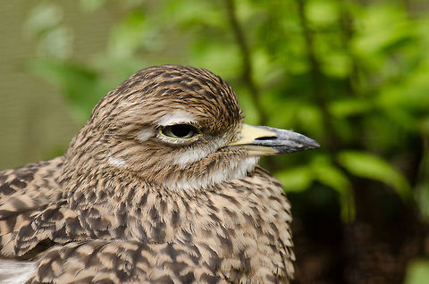 Spotted Thick-knee (Burhinus capensis) Never saw this bird before visiting the BestZOO, the Netherlands. It is a typical ground bird, hunting and nesting on the ground exclusively. The most characteristic feature to me are its large pupils, don't you think so? BestZOO,Burhinus capensis,Geotagged,Spotted Thick-knee,The Netherlands