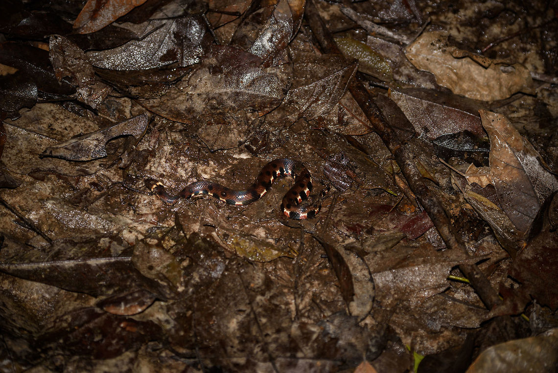 Water Coral Snake at night, In&iacute;rida, Colombia One of our first finds in our first night tour in In&iacute;rida was this awesome aquatic snake, which our guide briefly put on shore (it was in a shallow fresh water stream). It is sometimes called the "Water false coral snake", because it is not a real coral snake (which are highly venomous), instead it mimics the patterns of a coral snake.<br />
<br />
They tend to hunt at night on freshwater fish, which is how we found it. Their young, once hatched, from day one have to fend for themselves. Born to hunt, you could say. Colombia,Fall,Geotagged,Guain&iacute;a,Hydrops triangularis,In&iacute;rida,South America,World,triangularis