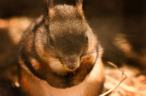 Japanese Squirrel front view Unfortunately, this beatiful species shares the faith of so many: it is in serious decline. BestZOO,Geotagged,Japanese Squirrel,Sciurus lis,The Netherlands