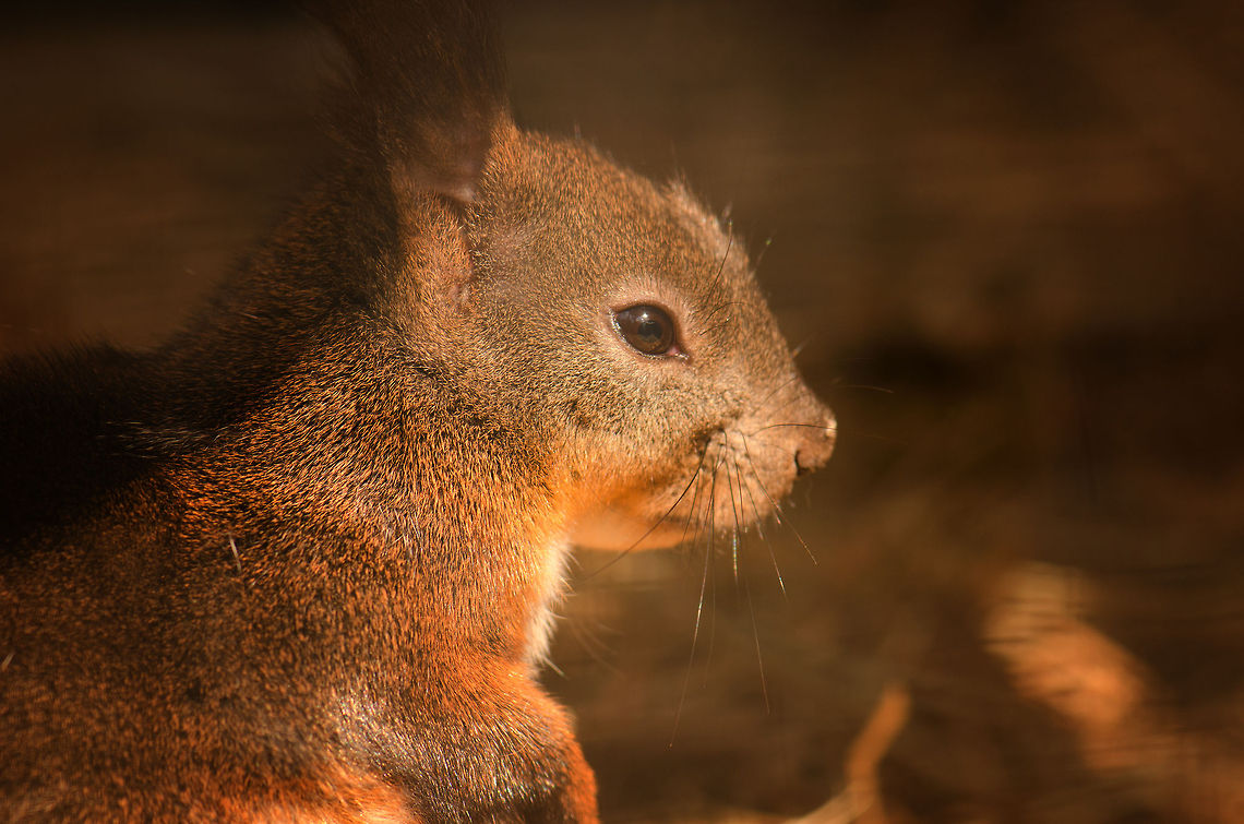 Japanese Squirrel Placed as the very last animal to see at this zoo, I am thinking it deserves the front row.  BestZOO,Geotagged,Japanese Squirrel,Sciurus lis,The Netherlands