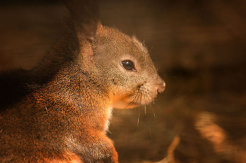 Japanese Squirrel Placed as the very last animal to see at this zoo, I am thinking it deserves the front row.  BestZOO,Geotagged,Japanese Squirrel,Sciurus lis,The Netherlands