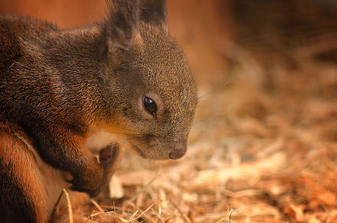 Japanese Squirrel A Japanese Squirrel at the BestZOO, the Netherlands takes a bow of respect. It almost seems to mimic the actual human culture in Japan of dedication, commitment and respect for authority.  BestZOO,Geotagged,Japanese Squirrel,Sciurus lis,The Netherlands