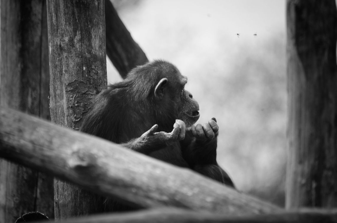 Chimp playing imaginary instrument Captured at the BeekseBergen, the Netherlands. Beekse bergen,Common chimpanzee,Pan troglodytes