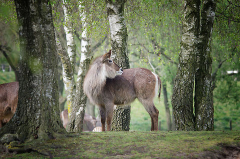 Waterbuck herd A few waterbucks at the Beekse Bergen. The animals have a lot of room there, and of course nothing to fear from any predators. Beekse bergen,Geotagged,Kobus ellipsiprymnus,The Netherlands,Waterbuck
