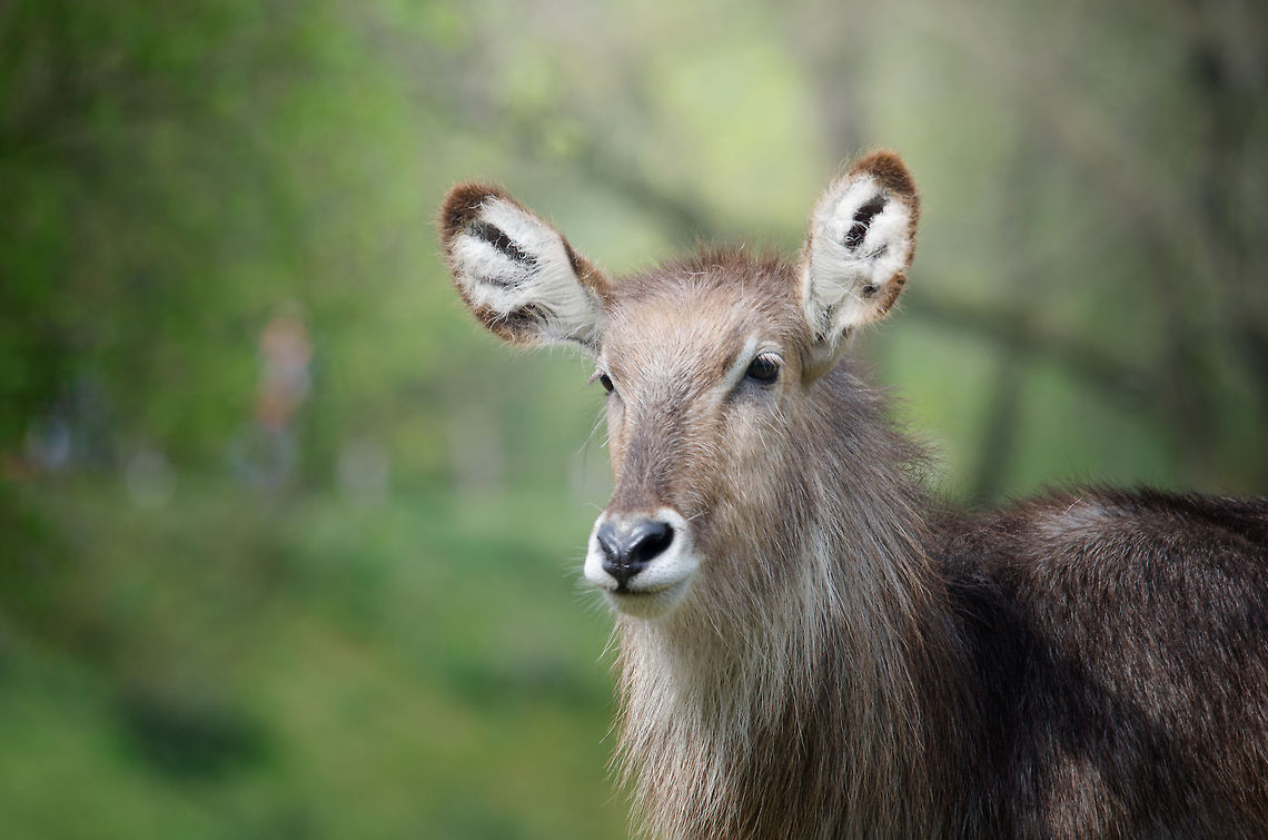 Waterbuck Portrait Captured at the BeekseBergen using my 500mm lens. One of the distinguishing features of the Waterbuck is its heart-shaped nose that you can see here. Also check out the fuzzy ears. Beekse Bergen,Geotagged,Kobus ellipsiprymnus,The Netherlands,Waterbuck