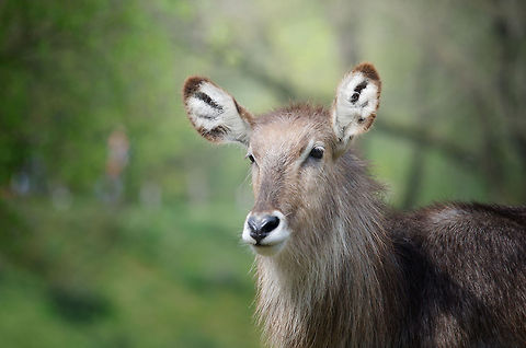 Waterbuck Portrait Captured at the BeekseBergen using my 500mm lens. One of the distinguishing features of the Waterbuck is its heart-shaped nose that you can see here. Also check out the fuzzy ears. Beekse Bergen,Geotagged,Kobus ellipsiprymnus,The Netherlands,Waterbuck