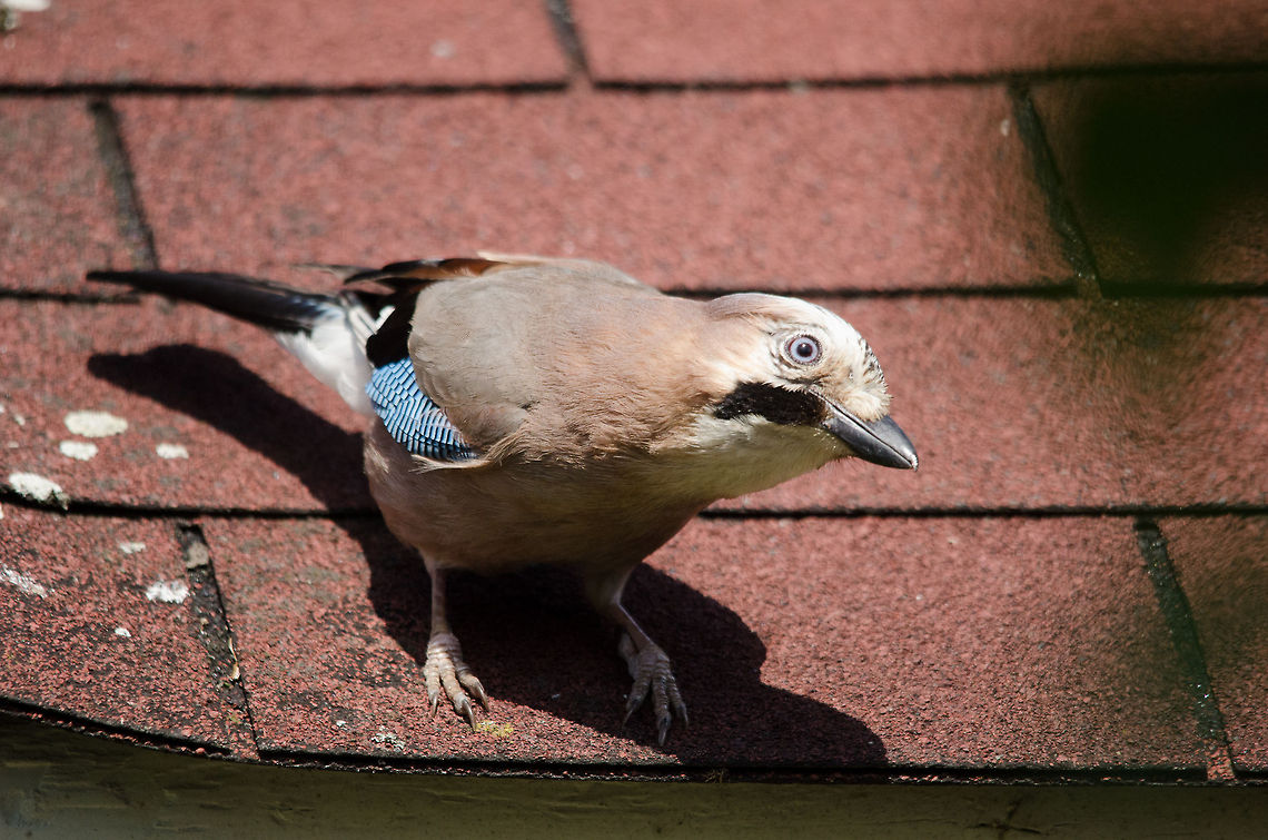 Finally My office has an outlook on our back garden so I tend to know most birds that visit it. Only twice before did we get a visit from a Jay, and both times I was not ready with my camera, and when I got my camera it left. Today I was lucky that this Jay&#039;s curiousity for a brief second took over his natural shyness. Perhaps the fresh seeds I put out have something to do with it :) Eurasian Jay,Garrulus glandarius,Geotagged,Heesch,The Netherlands