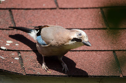 Finally My office has an outlook on our back garden so I tend to know most birds that visit it. Only twice before did we get a visit from a Jay, and both times I was not ready with my camera, and when I got my camera it left. Today I was lucky that this Jay's curiousity for a brief second took over his natural shyness. Perhaps the fresh seeds I put out have something to do with it :) Eurasian Jay,Garrulus glandarius,Geotagged,Heesch,The Netherlands