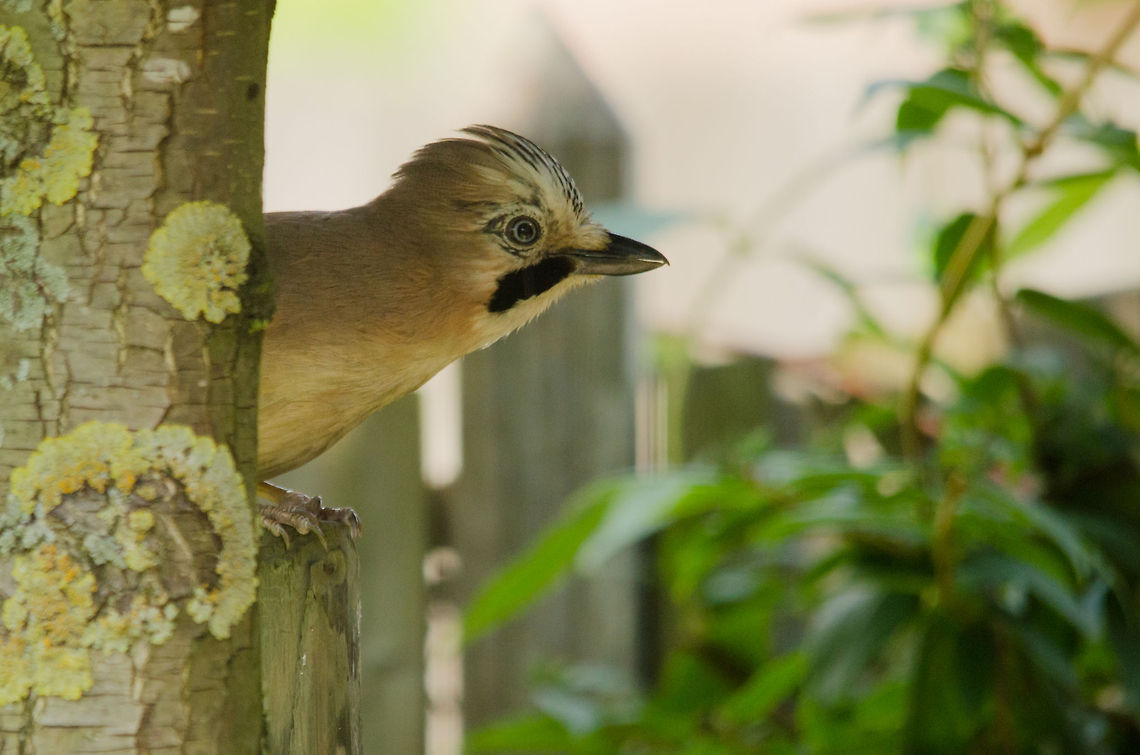 The Eurasian Jay My office has an outlook on our back garden so I tend to know most birds that visit it. Only twice before did we get a visit from a Jay, and both times I was not ready with my camera, and when I got my camera it left. Today I was lucky that this Jay&#039;s curiousity for a brief second took over his natural shyness. Perhaps the fresh seeds I put out have something to do with it :) Eurasian Jay,Garrulus glandarius,Heesch