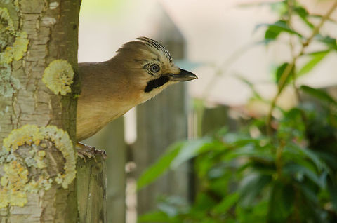 The Eurasian Jay My office has an outlook on our back garden so I tend to know most birds that visit it. Only twice before did we get a visit from a Jay, and both times I was not ready with my camera, and when I got my camera it left. Today I was lucky that this Jay's curiousity for a brief second took over his natural shyness. Perhaps the fresh seeds I put out have something to do with it :) Eurasian Jay,Garrulus glandarius,Heesch