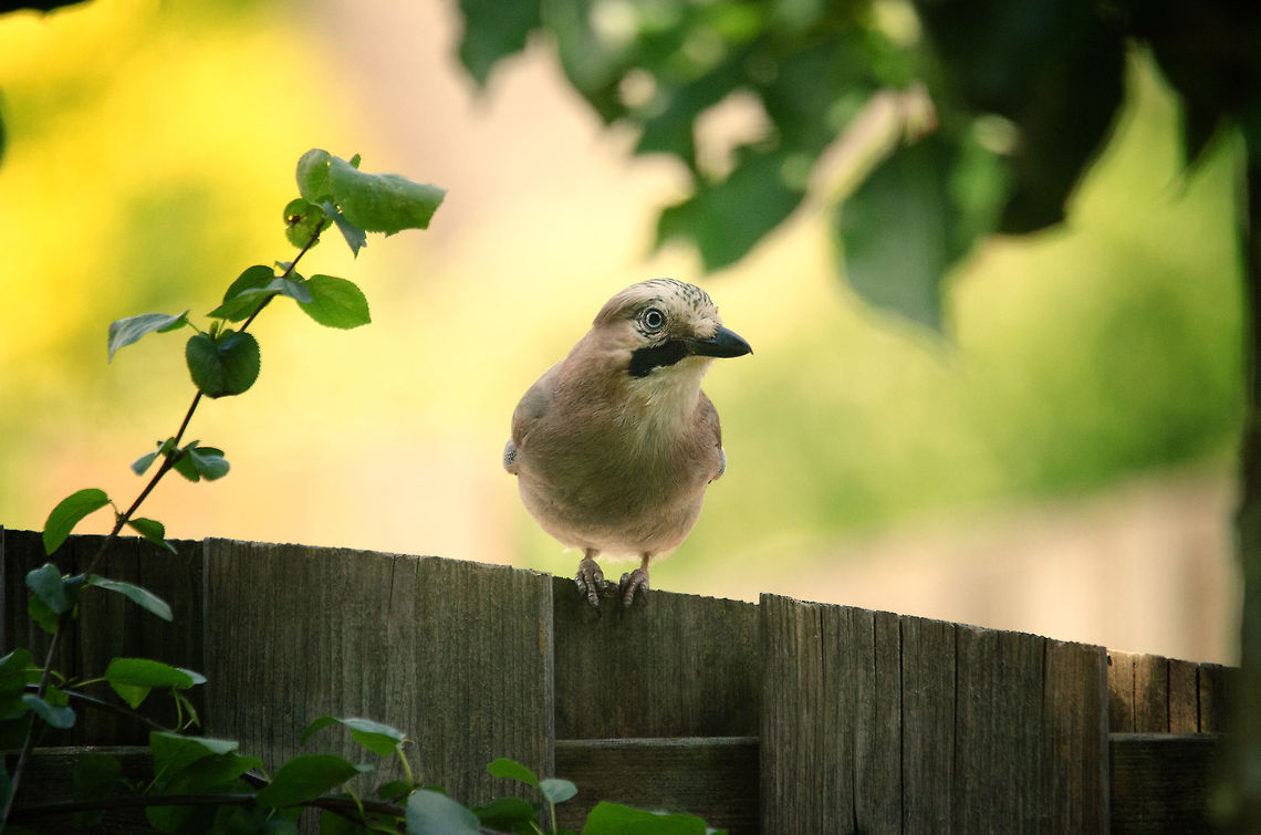 Eurasian Jay on garden fence  Eurasian Jay,Garrulus glandarius,Heesch