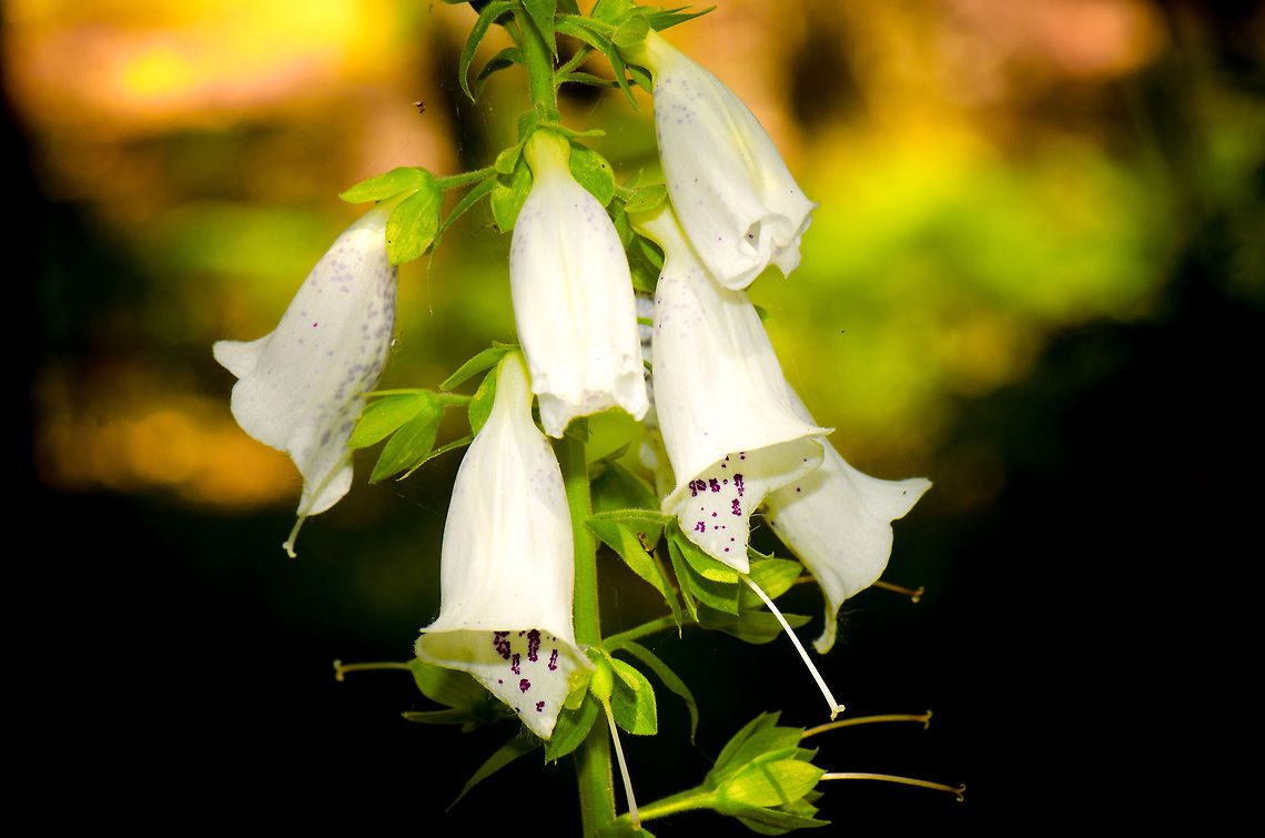Common Foxglove Wild specimen found in the Heeswijk forest. Despite its name, it&#039;s not that common, the plant has been on the red list of endangered plants for a while, yet is recovering. Common Foxglove,Digitalis purpurea,Geotagged,Heesch,The Netherlands