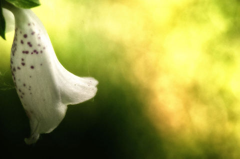 Common Foxglove impression So what do you do when its too windy for macro and your ISO is sky high? You over process the scene, amplify noise and say its intentional because of your artistic direction :) Common Foxglove,Digitalis purpurea,Geotagged,Heesch,The Netherlands