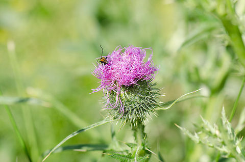 Spear Thistle purple flower  Cirsium vulgare,Geotagged,Heesch,Spear Thistle,The Netherlands
