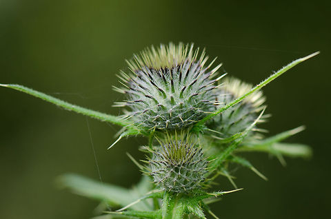 Spear Thistle side view  Cirsium vulgare,Geotagged,Heesch,Spear Thistle,The Netherlands