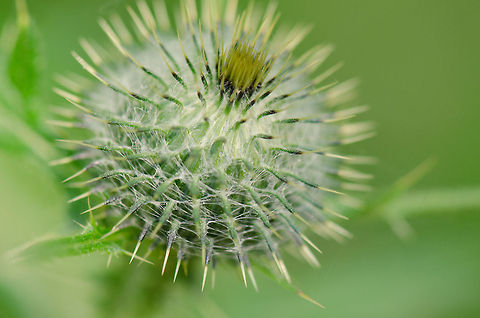 Spear Thistle closeup  Cirsium vulgare,Geotagged,Heesch,Spear Thistle,The Netherlands
