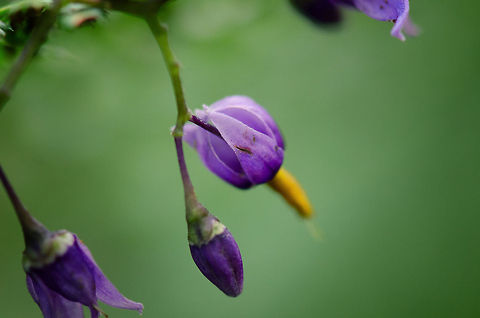 Bittersweet Nightshade Captured in the Heeswijk forest. Bittersweet Nightshade,Heeswijk,Solanum dulcamara