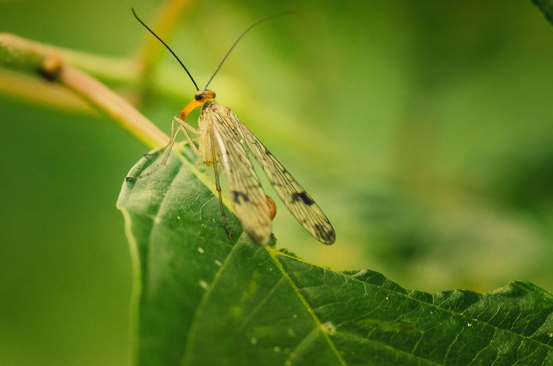 Common Scorpionfly I need some help identifying this one. It seems to have features of wasp, mosquito, yet has a strange snout and long antennae. It&#039;s a few cm in size and moves relatively slow. Any ideas? Heesch,Panorpa cognata,Panorpa communis
