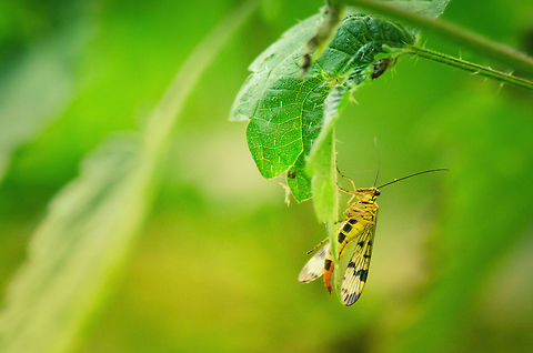Common Scorpionfly I need some help identifying this one. It seems to have features of wasp, mosquito, yet has a strange snout and long antennae. It's a few cm in size and moves relatively slow. Any ideas? Heesch,Panorpa communis
