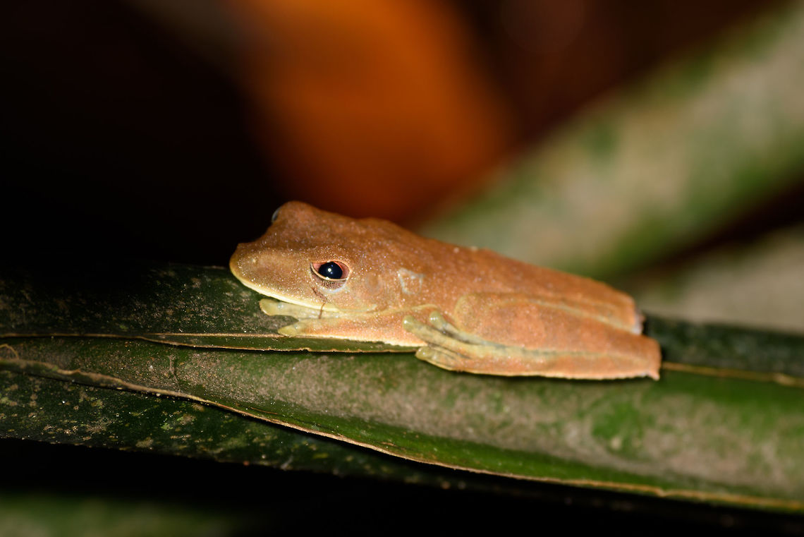 Orange-like tree frog - closeup, Inírida, Colombia  Boana geographica,Colombia,Guainía,Inírida,Map tree frog,South America,World