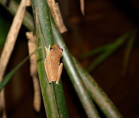 Orange-like tree frog, Inírida, Colombia Found at night on a tee above a shallow stream. Closeup:
https://www.jungledragon.com/image/51200/orange-like_tree_frog_-_closeup_inrida_colombia.html Boana geographica,Colombia,Fall,Geotagged,Guainía,Inírida,Map tree frog,South America,World