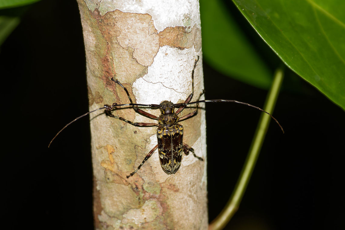 Longhorn Beetle on tree, In&iacute;rida, Colombia Found at night on a tree near a shallow stream. Quite a huge insect. I'm struggling to find any good resources for Colombia specifically. Colombia,Guain&iacute;a,In&iacute;rida,Macropophora trochlearis,South America,World