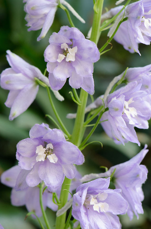 Delphinium elatum No Wiki page, this specie of flowers is known as &quot;ridderkruid&quot; in dutch. Delphinium elatum,Garden,Heesch,Macro,flowers