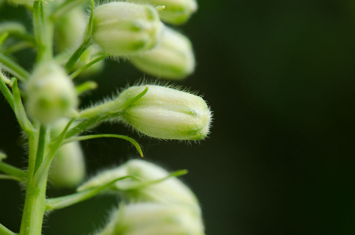 Delphinium elatum macro of buds No Wiki page, this specie of flowers is known as "ridderkruid" in dutch. Delphinium elatum,Heesch,Macro