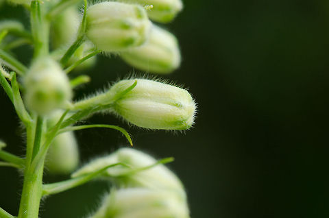 Delphinium elatum macro of buds No Wiki page, this specie of flowers is known as "ridderkruid" in dutch. Delphinium elatum,Heesch,Macro