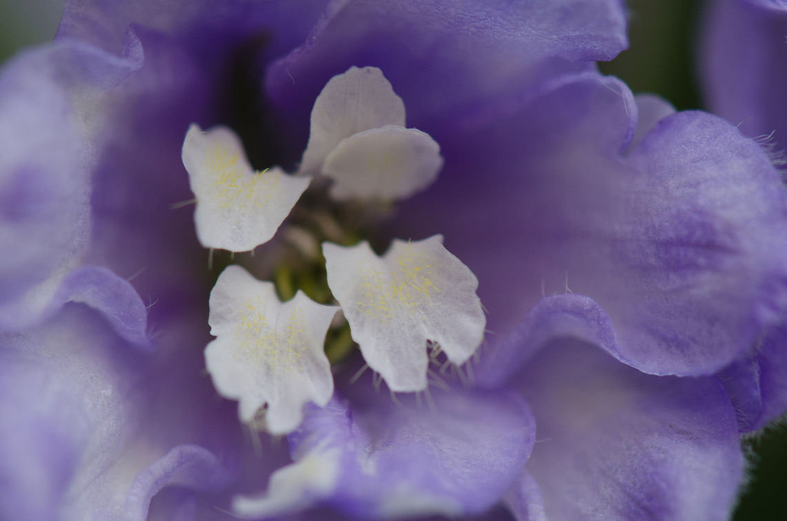Delphinium elatum macro of flower  Delphinium elatum,Heesch,Macro
