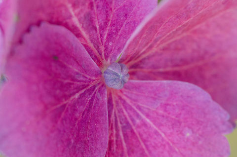 Bigleaf hydrangea macro Flower closeup of a pink dog rose in our garden. Bigleaf hydrangea,Flowers,Heesch,Hydrangea macrophylla,Macro,garden