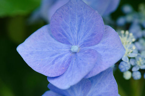 Bigleaf hydrangea Rose Macro Flower closeup of a blue dog rose in our garden, huge fan of this deep color. Bigleaf hydrangea,Flowers,Heesch,Hydrangea macrophylla,Macro,garden
