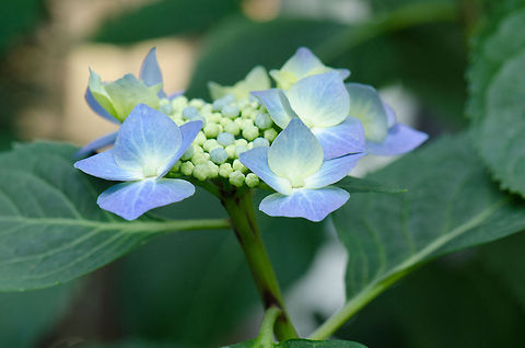 Blue Dog Rose Stem of flowers and bud of a blue dog rose in our garden Bigleaf hydrangea,Heesch,Hydrangea macrophylla,Macro