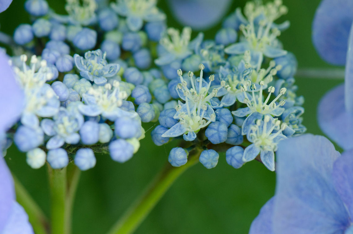 Bigleaf hydrangea buds and crowns Buds, crowns and flowers, the three stages of flowering on all the same plant. Bigleaf hydrangea,Garden,Heesch,Hydrangea macrophylla,Macro,flowers