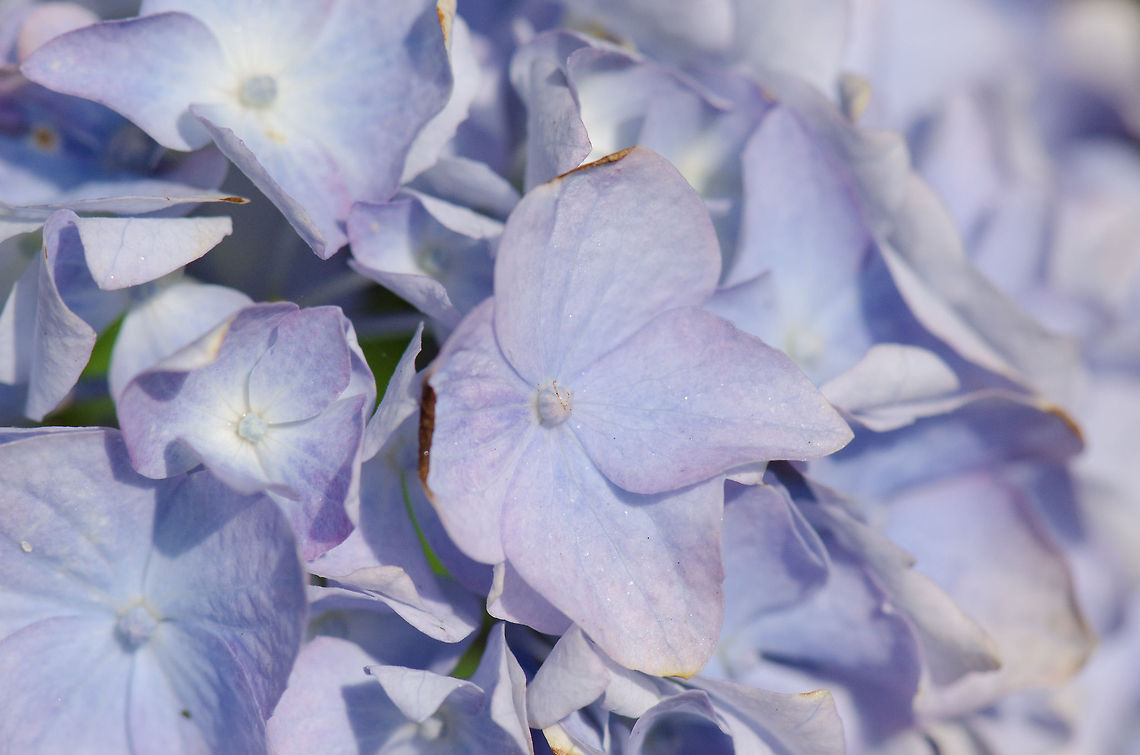 Hydrangea macrophylla (blue) in our garden  Bigleaf hydrangea,Heesch,Hydrangea macrophylla,Macro