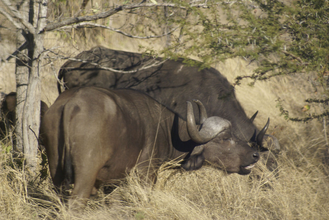 Cape Buffalo Sideview of an enormous Cape Buffalo. Creatures not to mess with. African buffalo,Artiodactyla,Buffalo,Cape Buffalo,Kruger,Mammals,Syncerus caffer