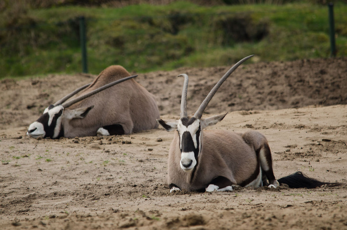 Two Gemboks Chillin&#039; at the Beekse Bergen, where they have plenty of room and no enemies. Beekse bergen,Gemsbok,Oryx gazella