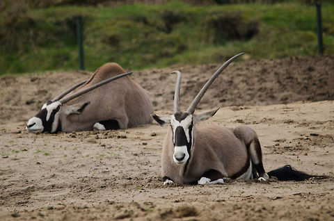 Two Gemboks Chillin' at the Beekse Bergen, where they have plenty of room and no enemies. Beekse bergen,Gemsbok,Oryx gazella