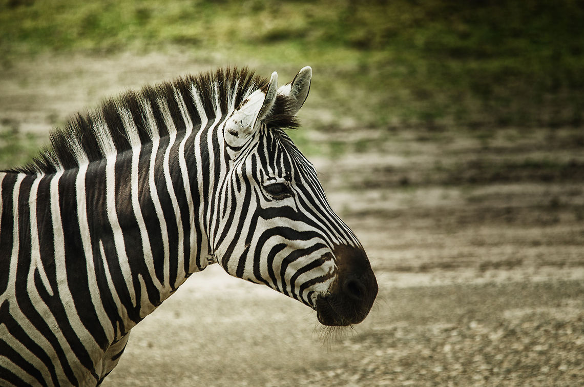 Zebra Portrait  Beekse bergen,Equus quagga,Plains Zebra