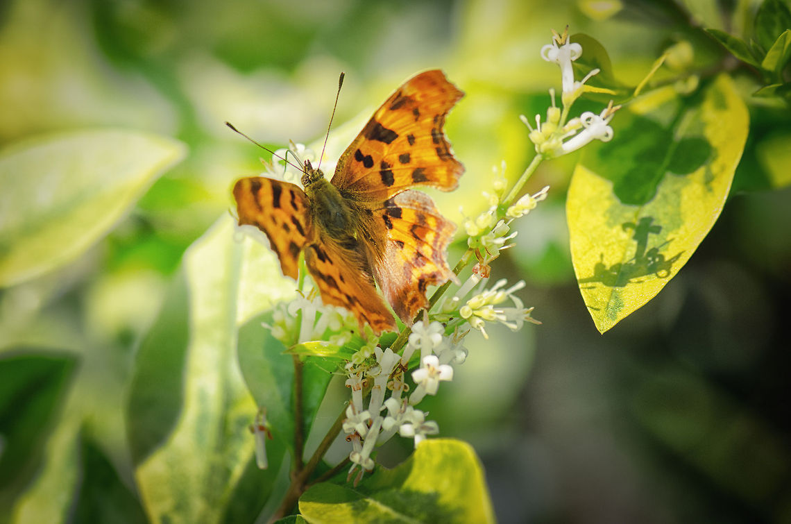 The Comma (orange butterfly) Spotted in our garden as we were having lunch outside. It was quite restless and only very briefly rested on this twig. It took me a while to identify but eventually the jagged wings gave away its type. Comma,Macro,Oss,Polygonia c-album