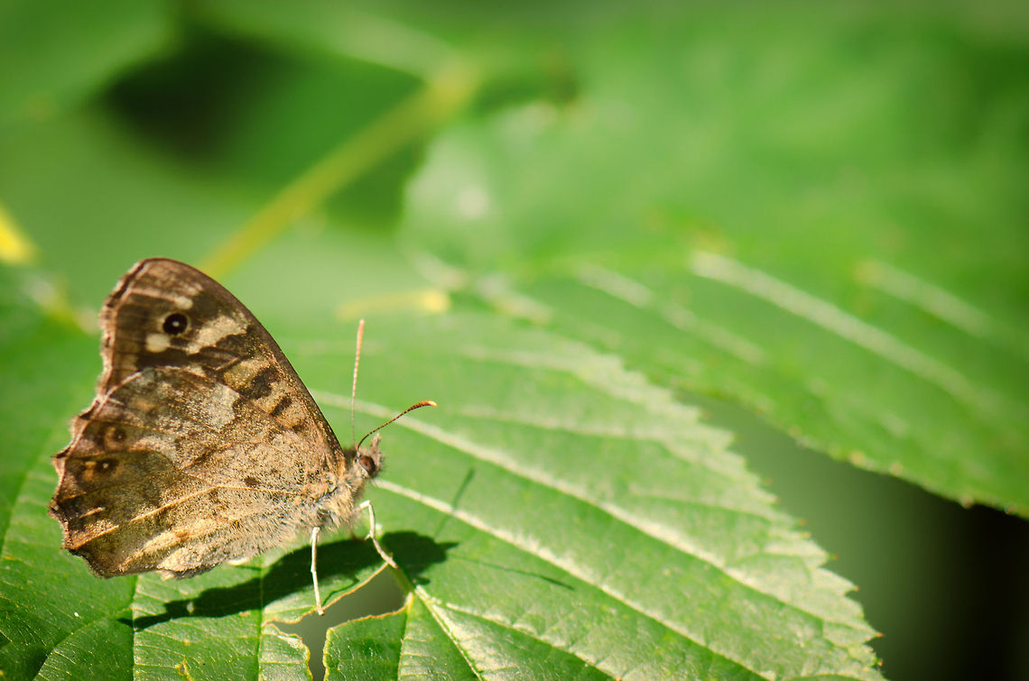 Speckled Wood (Pararge aegeria)  Macro,Oss,Pararge aegeria,Speckled Wood