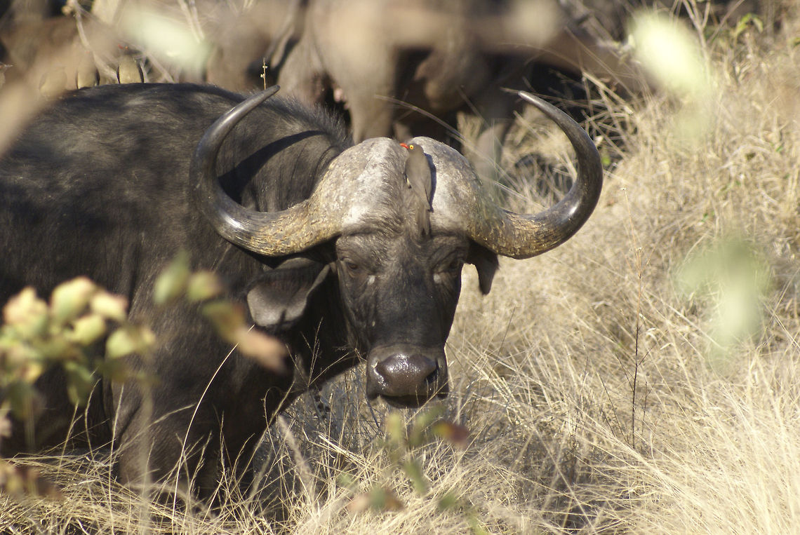Cape buffalo and red-billed oxpecker "Come any closer and I will kill you. Or hug you with my wet nose." African buffalo,Artiodactyla,Buffalo,Cape Buffalo,Kruger,Mammals,Syncerus caffer