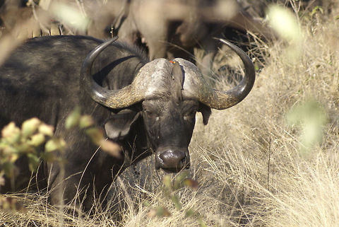 Cape buffalo and red-billed oxpecker "Come any closer and I will kill you. Or hug you with my wet nose." African buffalo,Artiodactyla,Buffalo,Cape Buffalo,Kruger,Mammals,Syncerus caffer