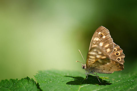 Speckled Wood (Pararge aegeria)  Macro,Oss,Pararge aegeria,Speckled Wood