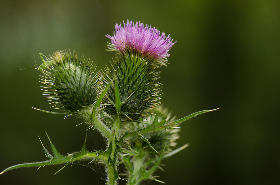 Spear thistle + bush cricket Although I&#039;m pleased with the lighting on this spear thistle shot, I will remember it mostly as a missed opportunity. Check out the bush cricket sitting on the thistle on the left. I completely missed it. It would have been a nice macro opportunity, since I&#039;ve never spotted one before. Cirsium vulgare,Macro,Oss,Spear Thistle