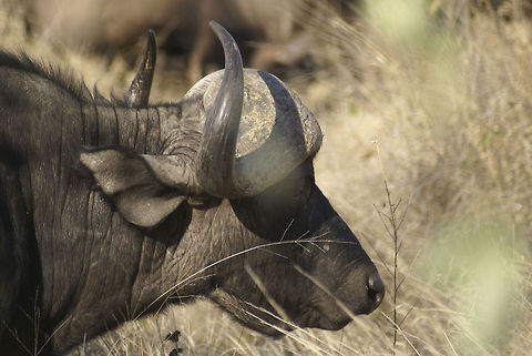 Cape Buffalo This closeup gives a great look at the thickness of the structure supporting the bones. It allways makes me wonder why they run away when being chased. African buffalo,Artiodactyla,Buffalo,Cape Buffalo,Kruger,Mammals,Syncerus caffer